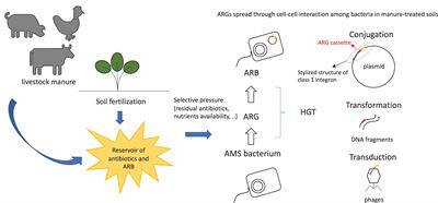 Exploring the Animal Waste Resistome: The Spread of Antimicrobial Resistance Genes Through the Use of Livestock Manure